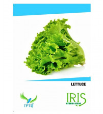 Iris Imported Lettuce Grand Rapid 260 Seeds